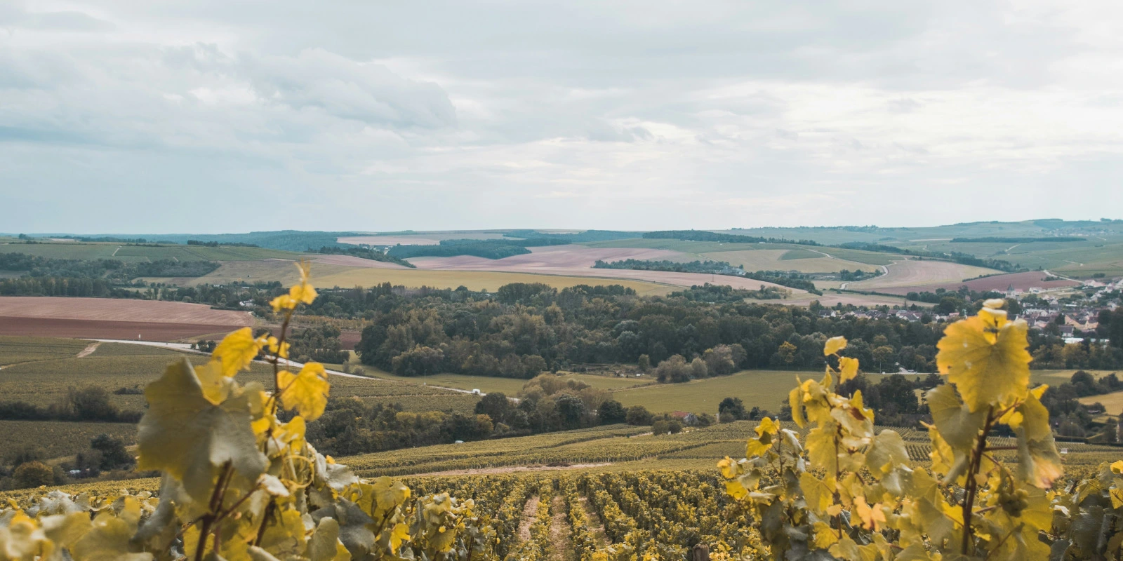 IUT Vannes : Programme et Débouchés du BUT GEA