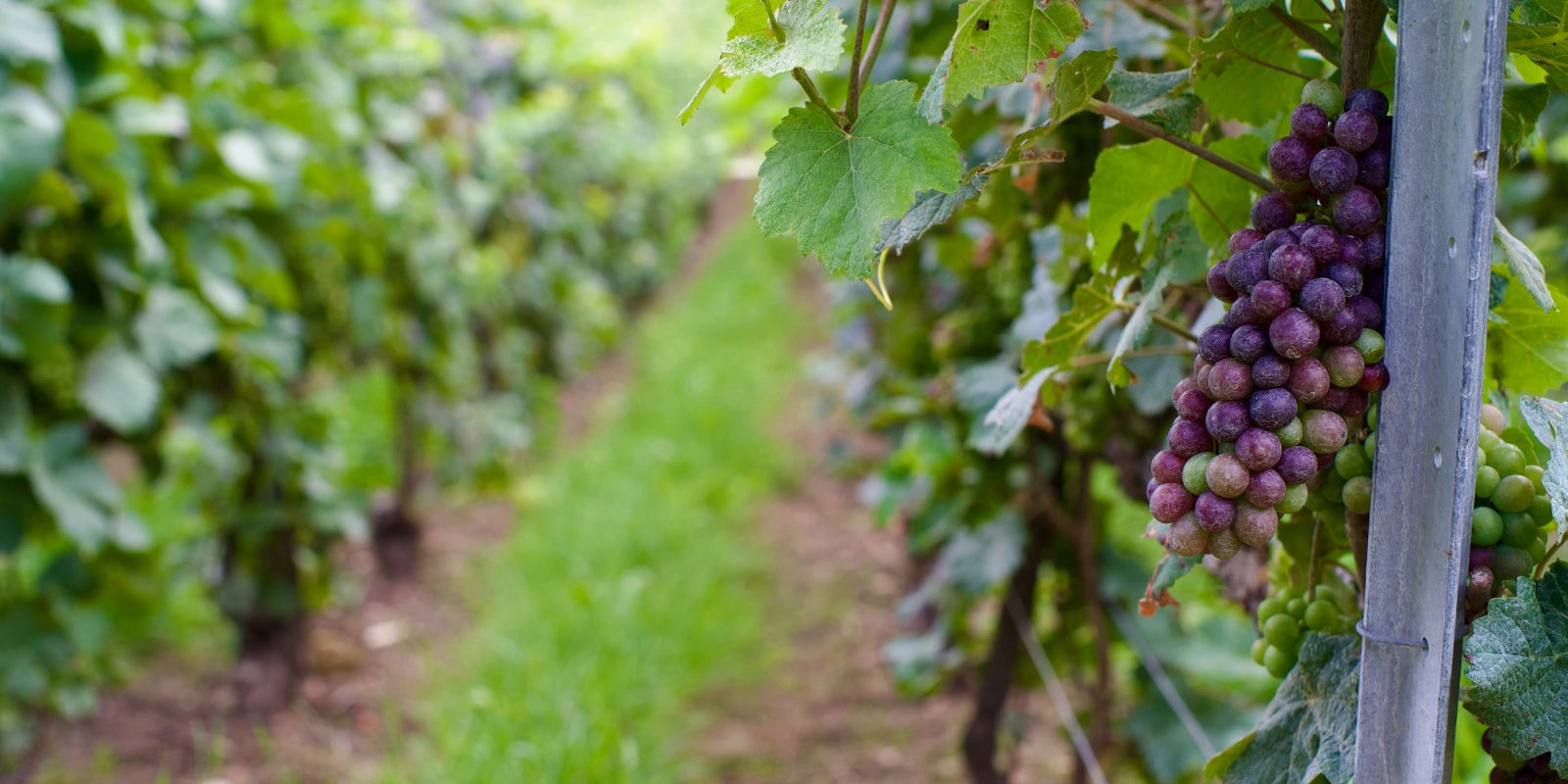 Que Faire Après un BUT GEA en Alternance